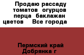 Продаю рассаду томатов, огурцов, перца, баклажан, цветов  - Все города  »    . Пермский край,Добрянка г.